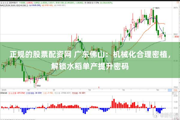 正规的股票配资网 广东佛山：机械化合理密植，解锁水稻单产提升密码