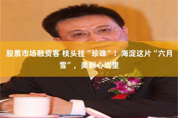 股票市场融资客 枝头挂“珍珠”！海淀这片“六月雪”，美到心坎里