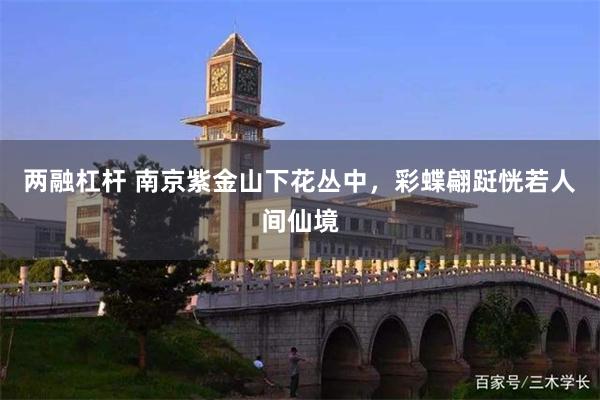 两融杠杆 南京紫金山下花丛中，彩蝶翩跹恍若人间仙境